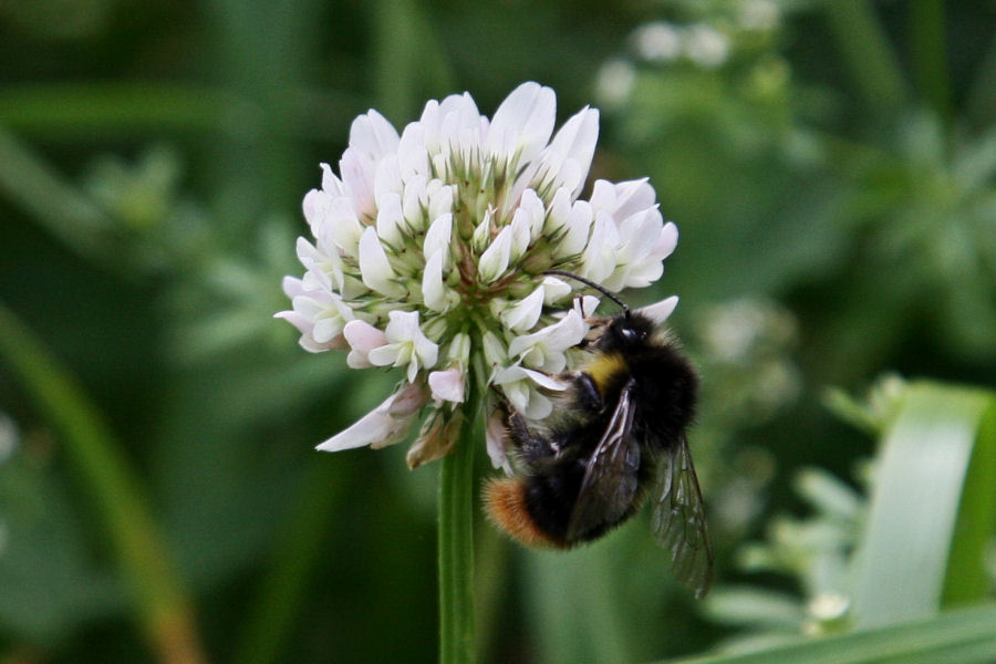 Carrellata di Bombus di varie specie
